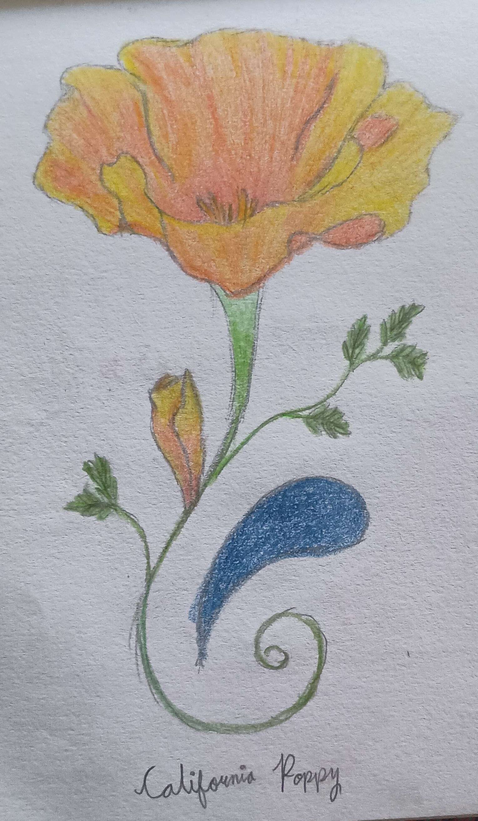 California Poppy-Colored Pencil